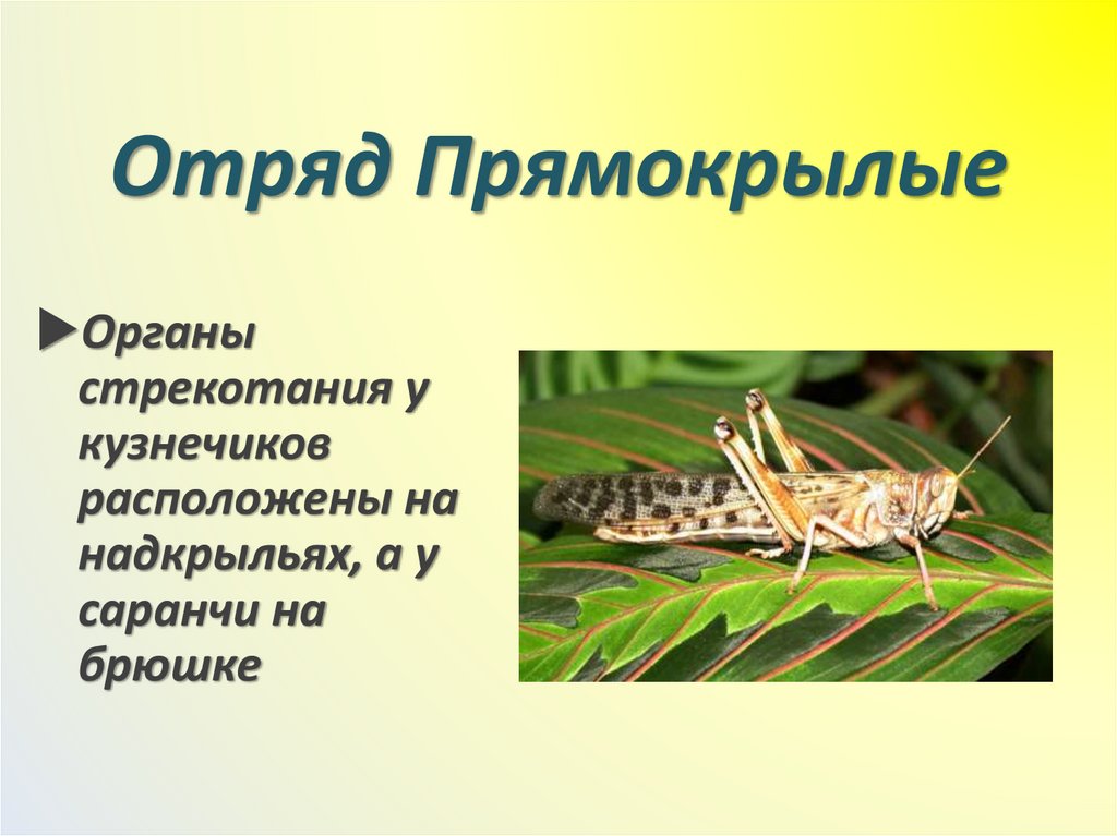 Отряд Прямокрылые