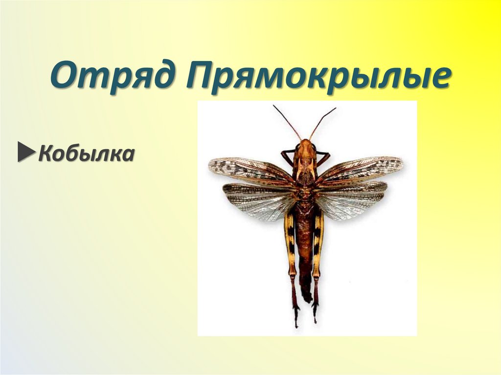 Отряд Прямокрылые