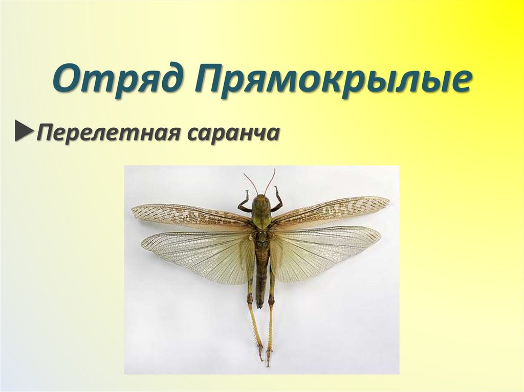 Отряд Прямокрылые