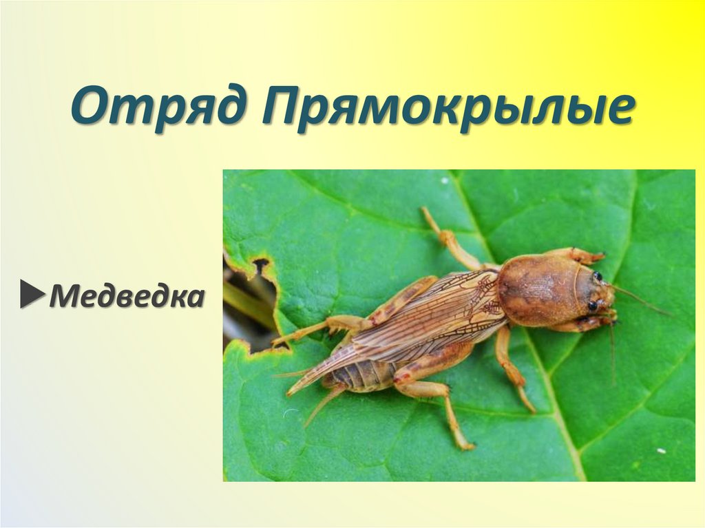 Отряд Прямокрылые