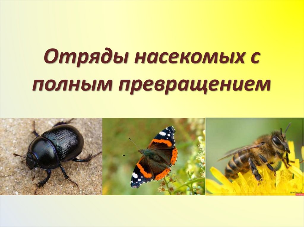 Отряды насекомых с полным превращением
