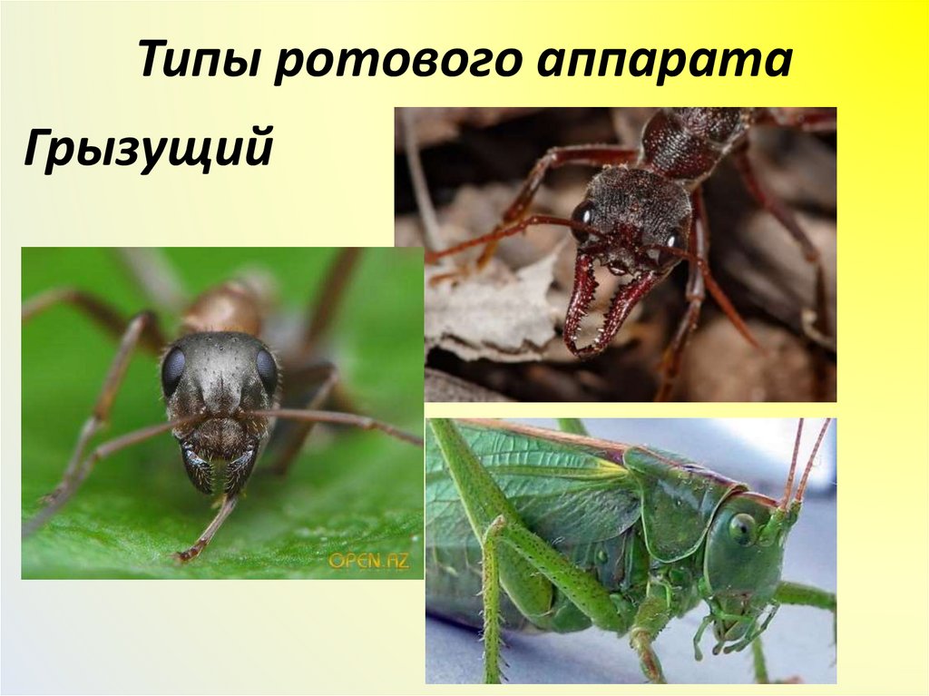 Типы ротового аппарата