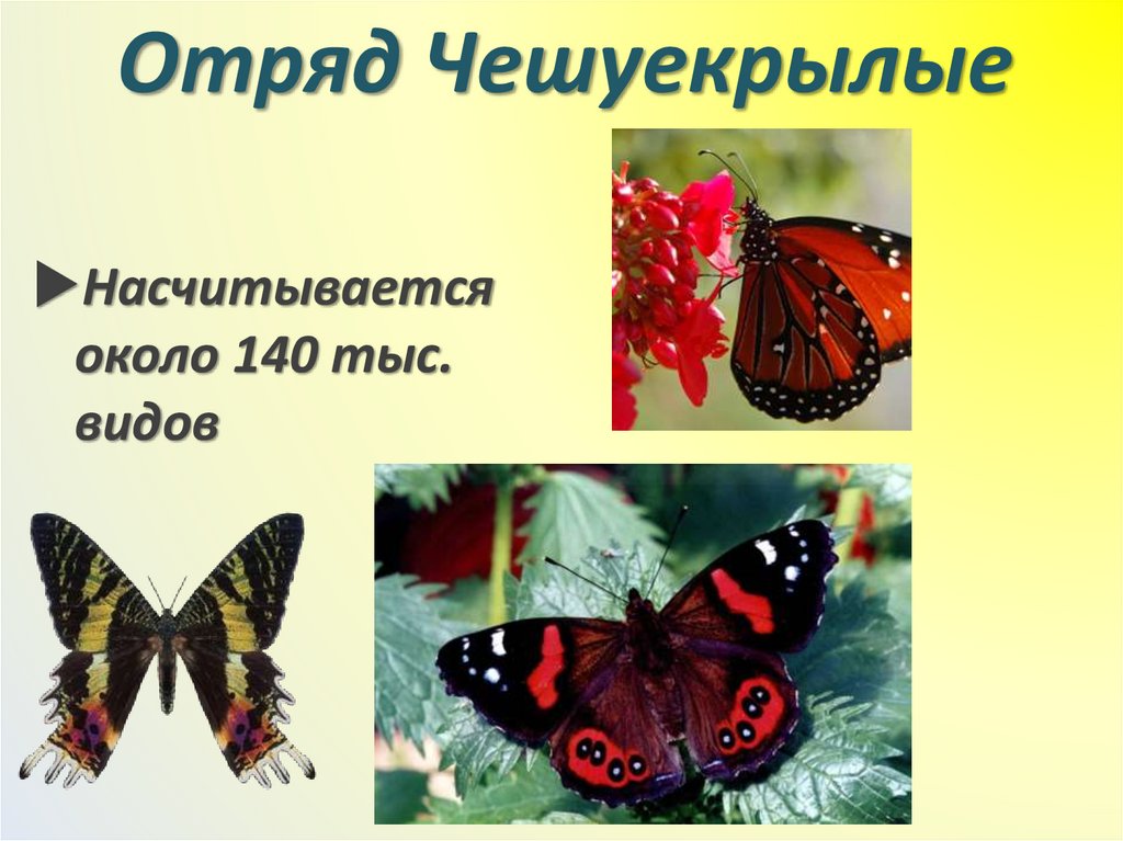 Отряд Чешуекрылые