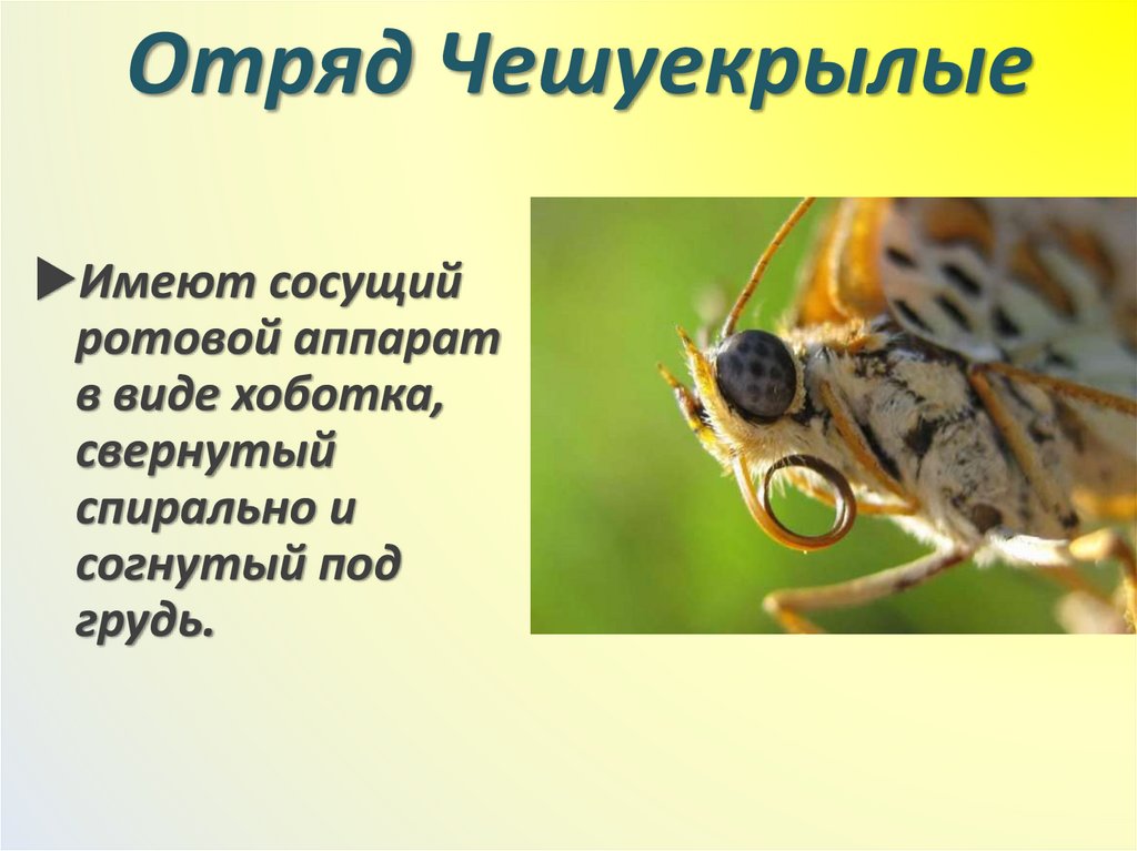 Отряд Чешуекрылые