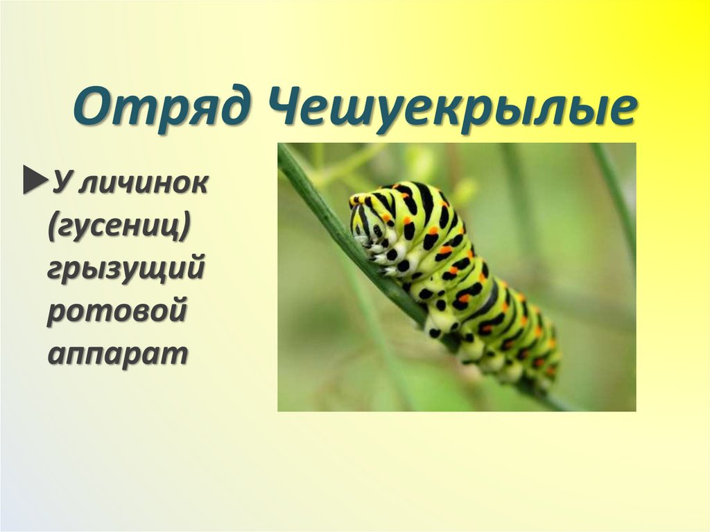 Отряд Чешуекрылые