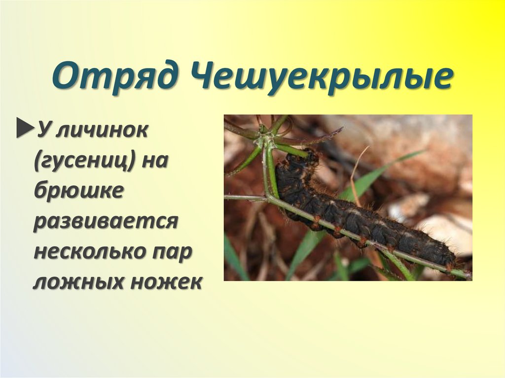 Отряд Чешуекрылые