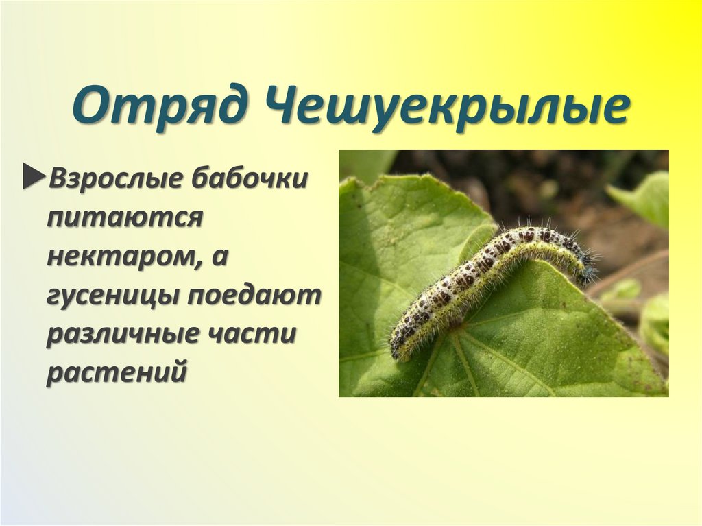 Отряд Чешуекрылые