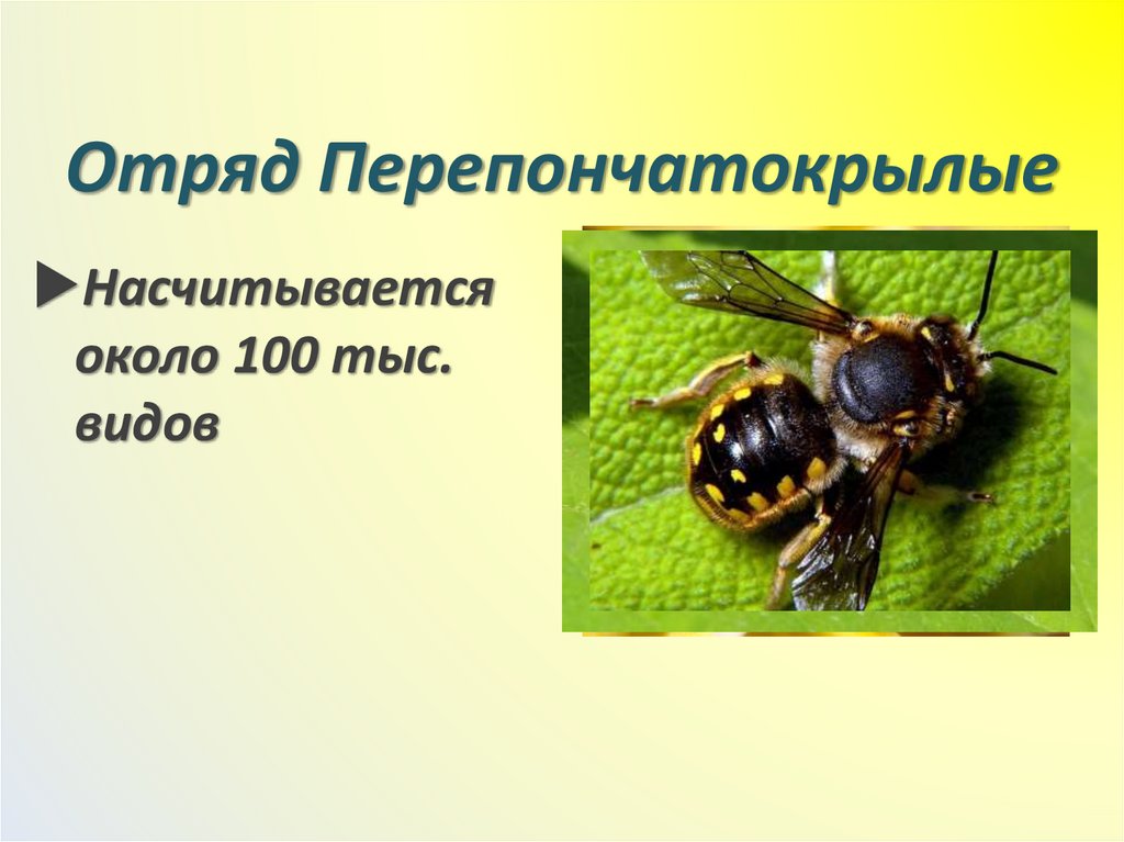 Отряд Перепончатокрылые