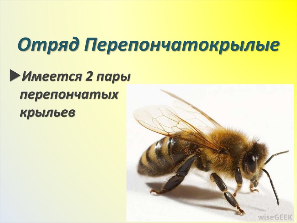 Отряд Перепончатокрылые