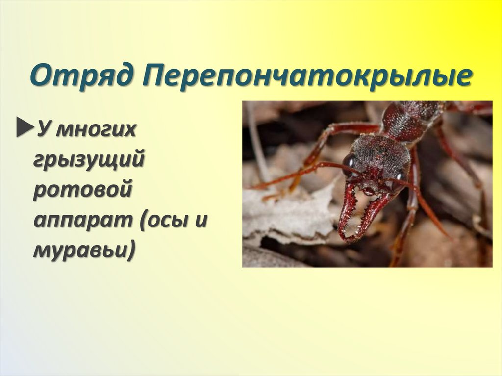 Отряд Перепончатокрылые