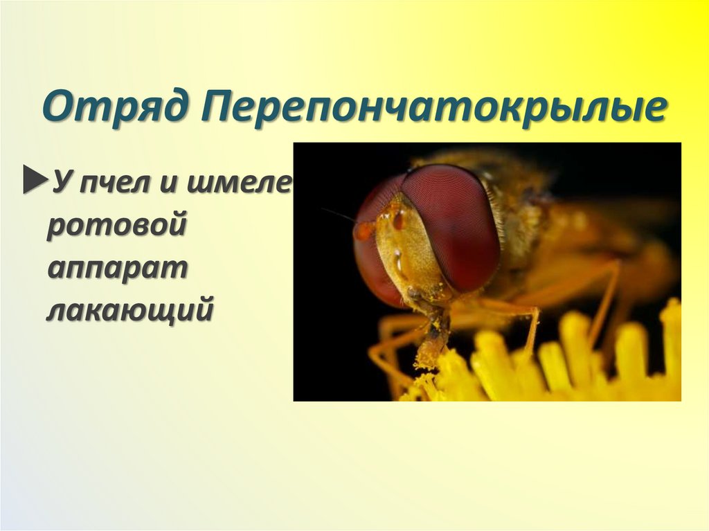 Отряд Перепончатокрылые