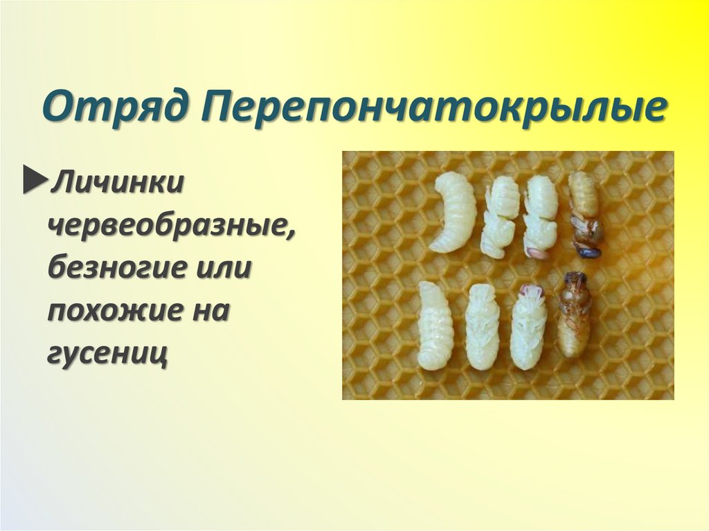 Отряд Перепончатокрылые