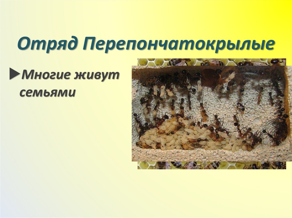 Отряд Перепончатокрылые