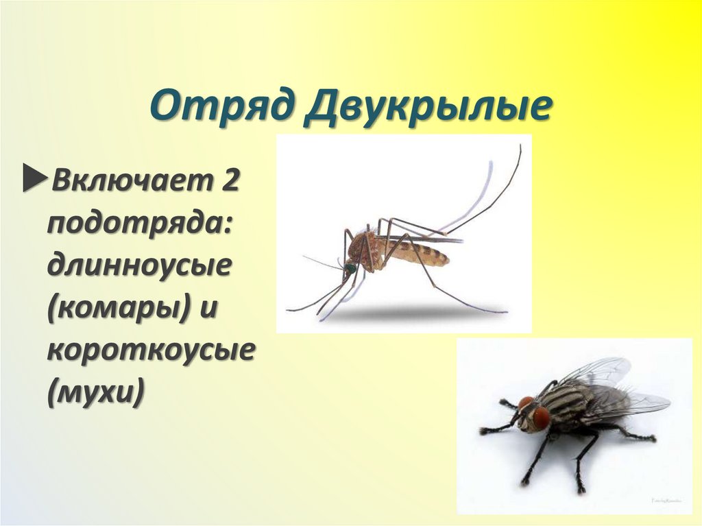 Отряд Двукрылые