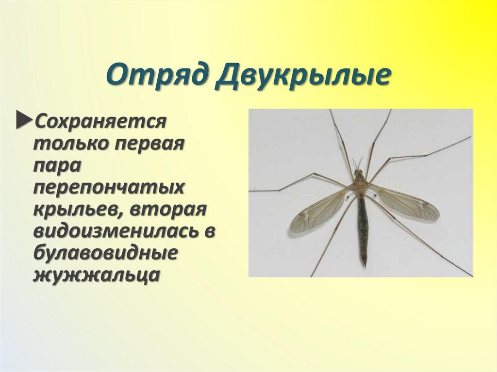 Отряд Двукрылые