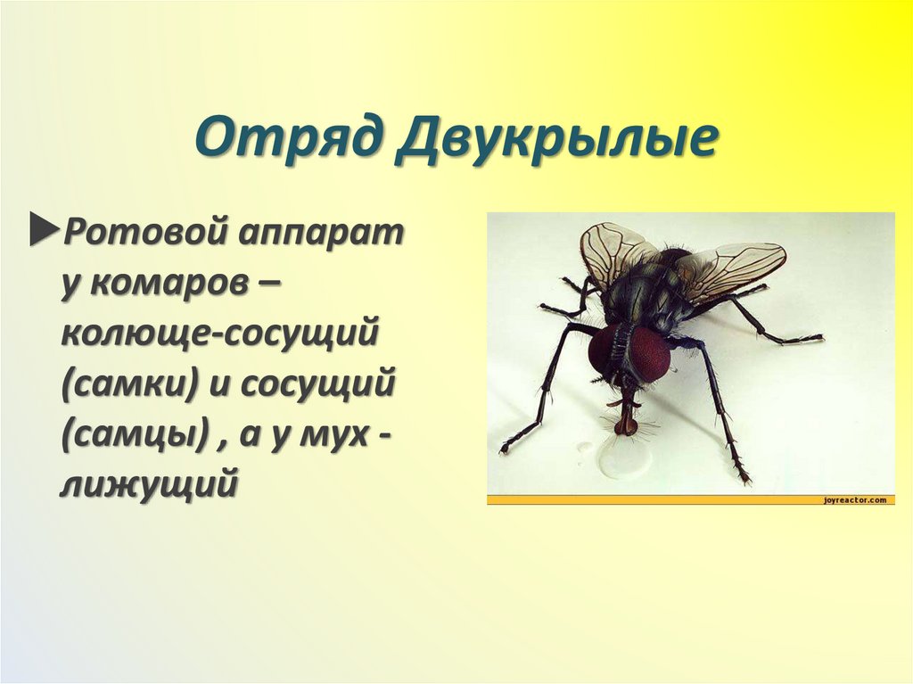 Отряд Двукрылые