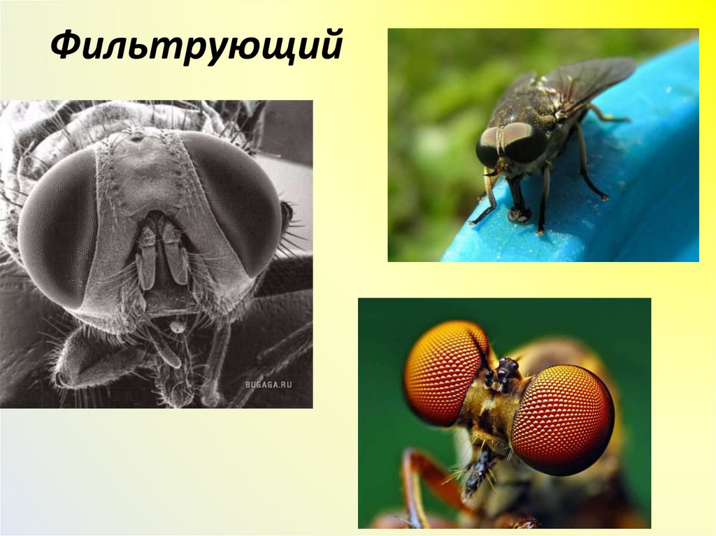 Фильтрующий