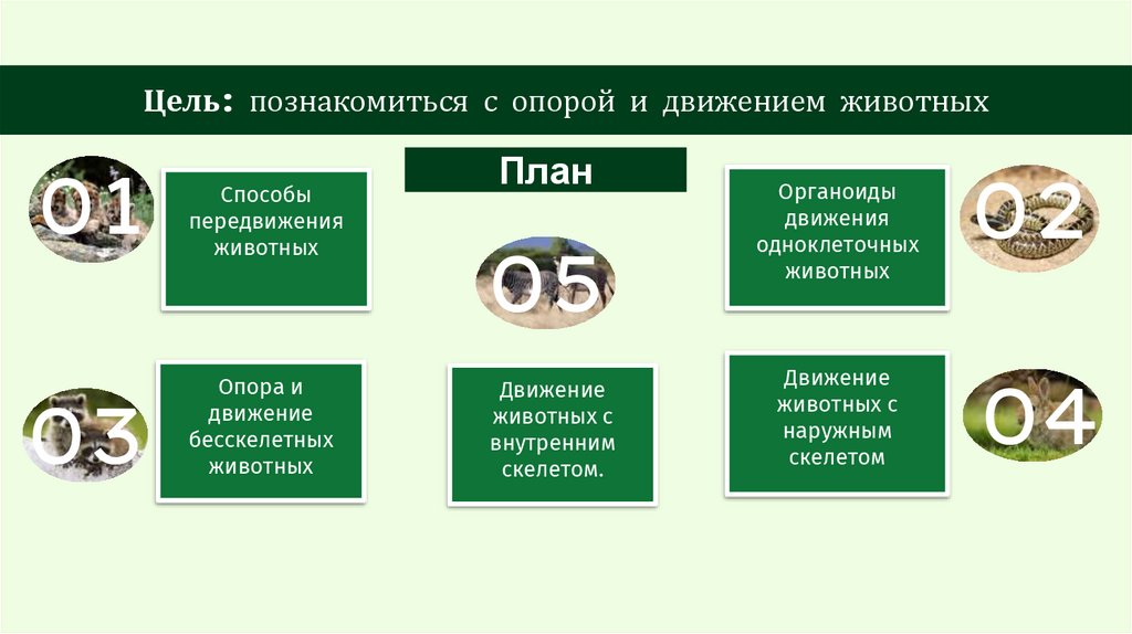 Цель: познакомиться с опорой и движением животных