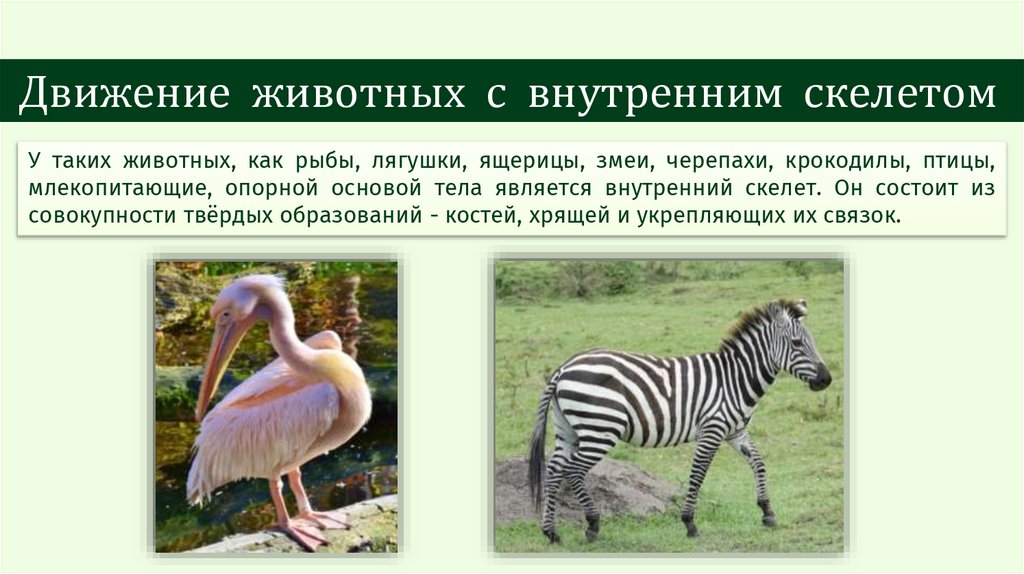 Движение животных с внутренним скелетом