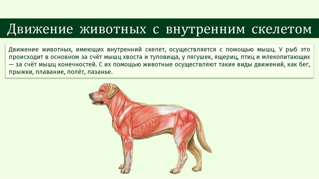 Движение животных с внутренним скелетом