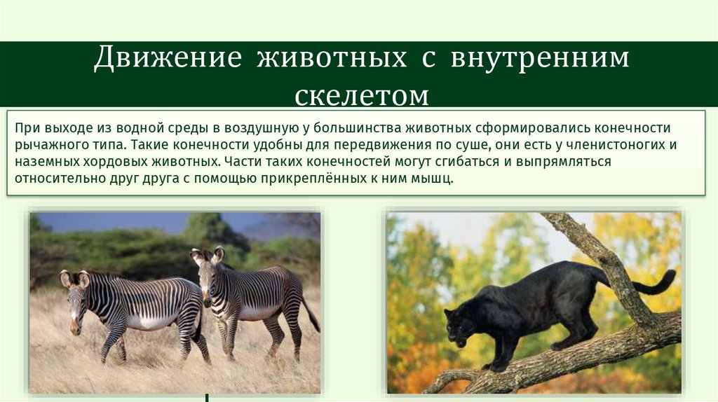 Движение животных с внутренним скелетом