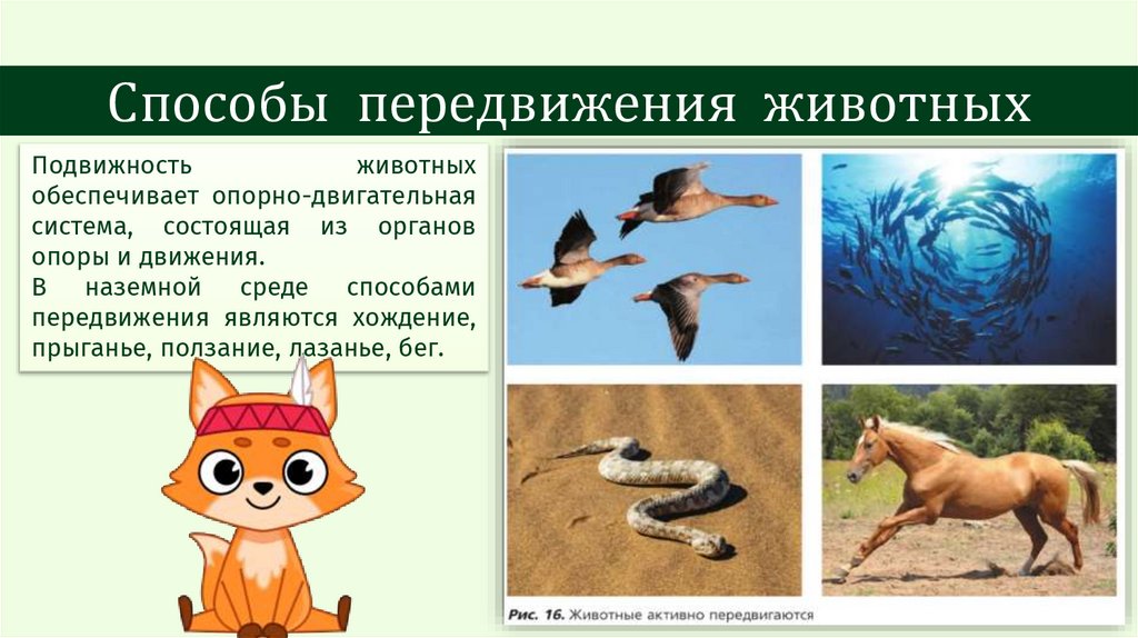 Способы передвижения животных