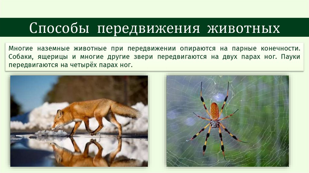 Способы передвижения животных