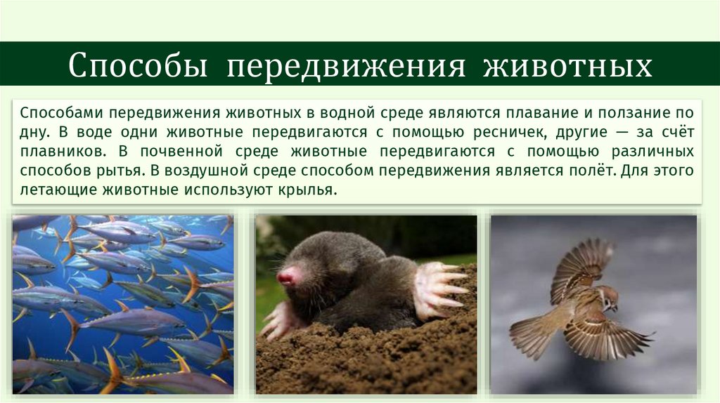 Способы передвижения животных