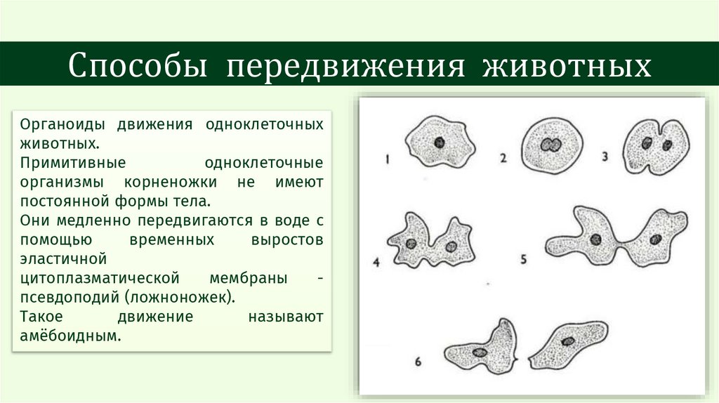 Способы передвижения животных