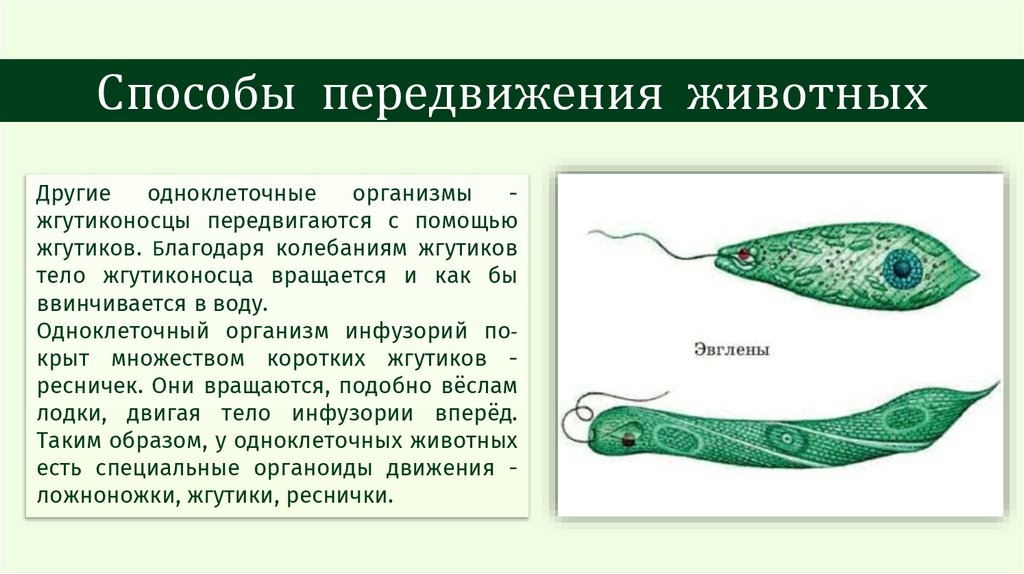 Способы передвижения животных