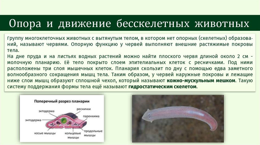 Опора и движение бесскелетных животных