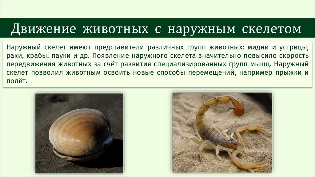Движение животных с наружным скелетом