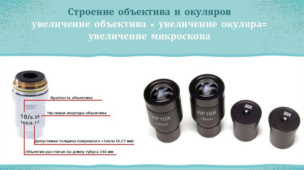 Строение объектива и окуляров увеличение объектива × увеличение окуляра= увеличение микроскопа