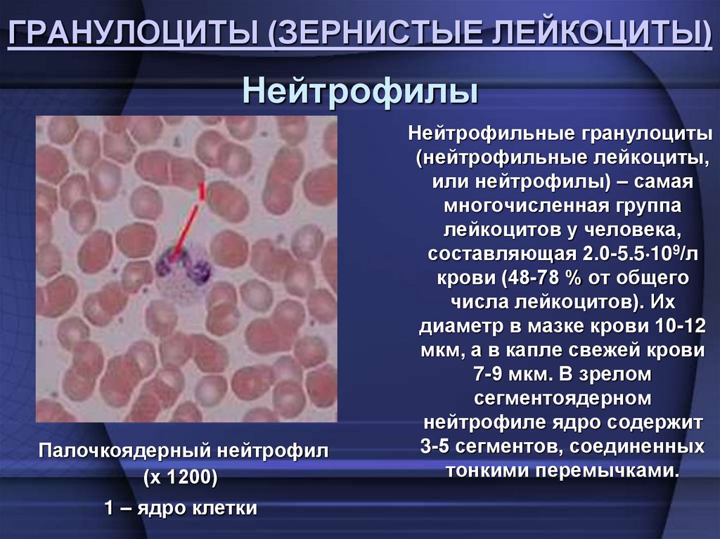 ГРАНУЛОЦИТЫ (ЗЕРНИСТЫЕ ЛЕЙКОЦИТЫ)
