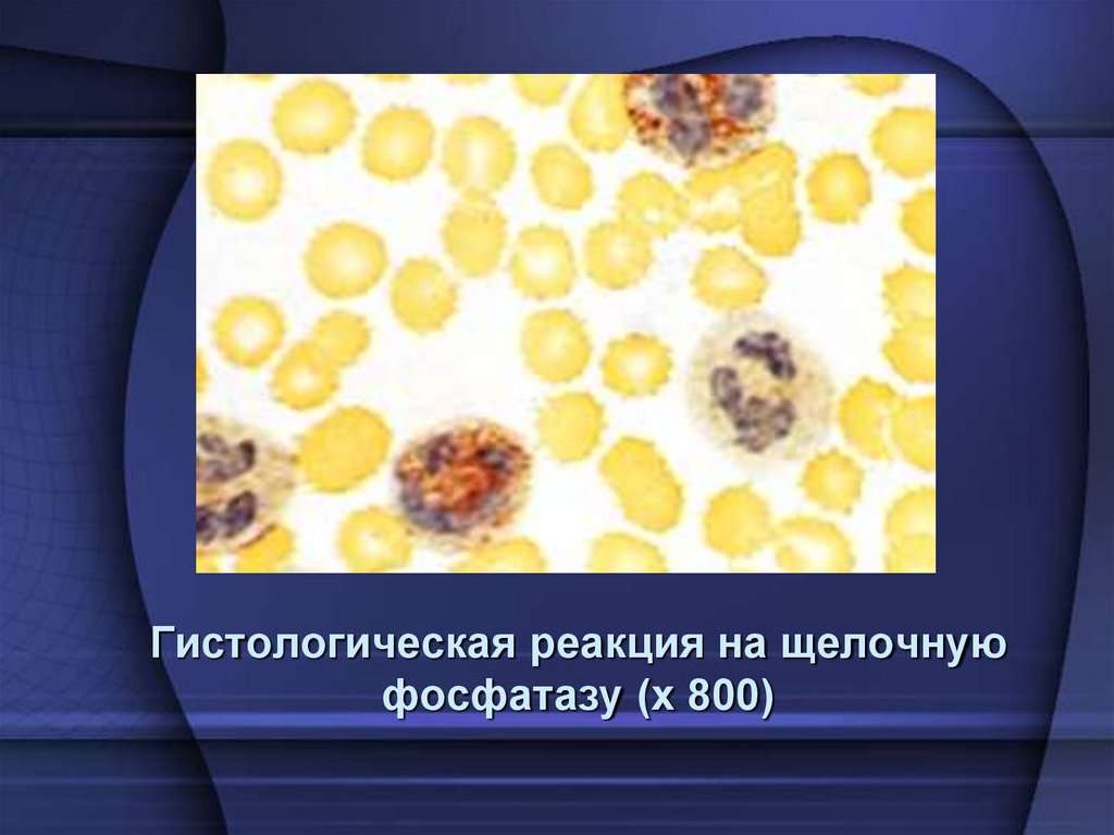 Гистологическая реакция на щелочную фосфатазу (х 800)