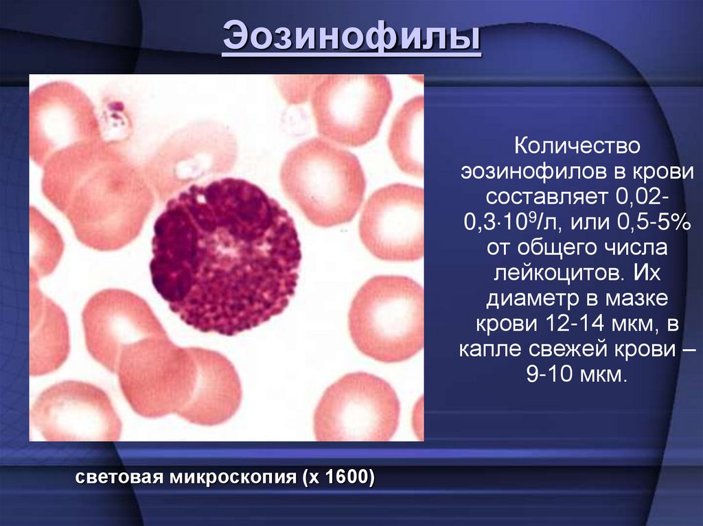Эозинофилы