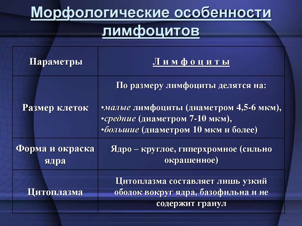 Морфологические особенности лимфоцитов
