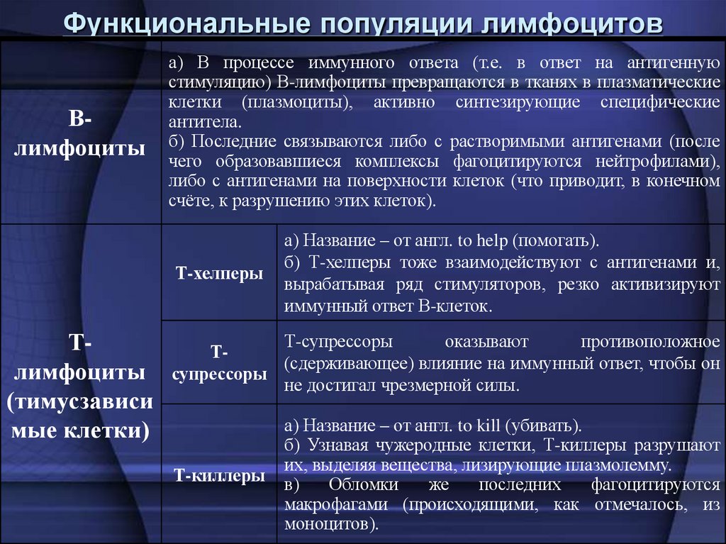 Функциональные популяции лимфоцитов