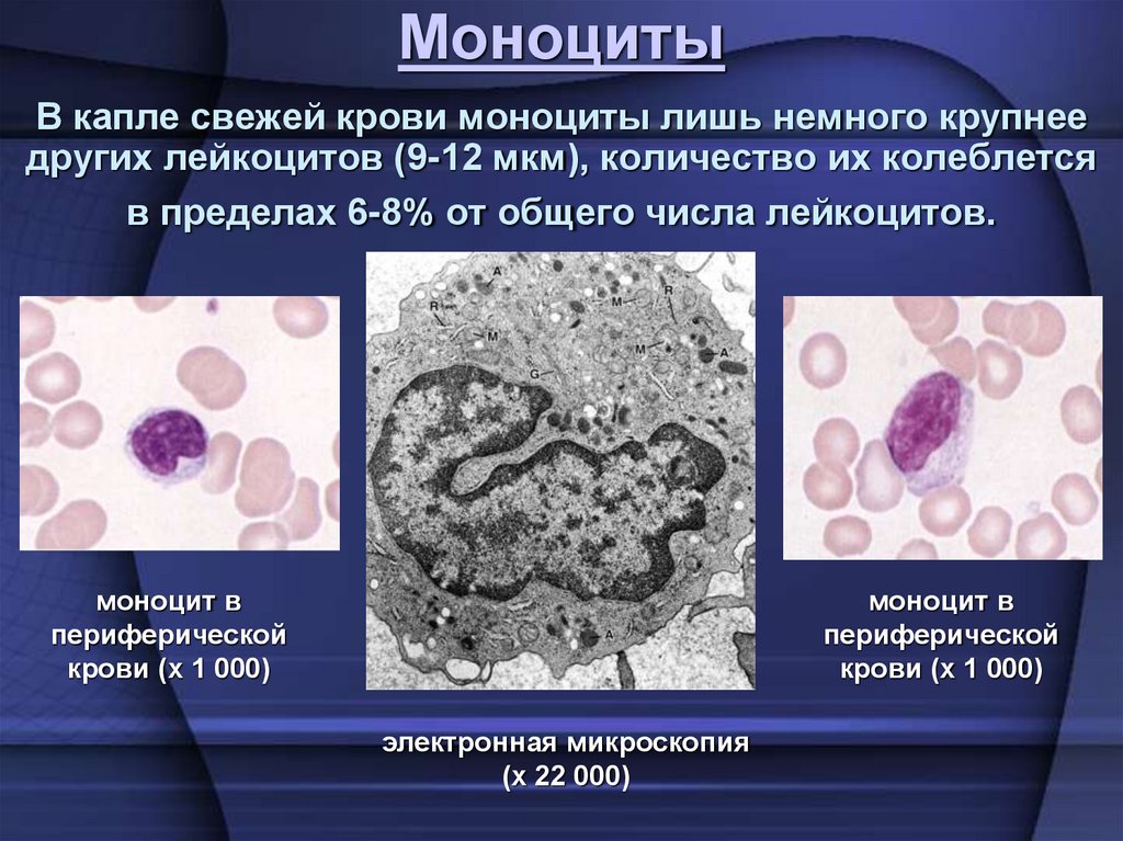 В капле свежей крови моноциты лишь немного крупнее других лейкоцитов (9-12 мкм), количество их колеблется в пределах 6-8% от