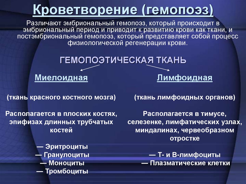 Кроветворение (гемопоэз)