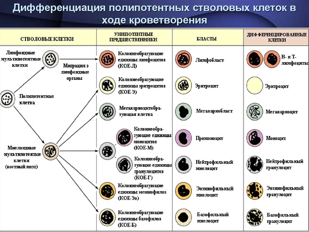 Дифференциация полипотентных стволовых клеток в ходе кроветворения