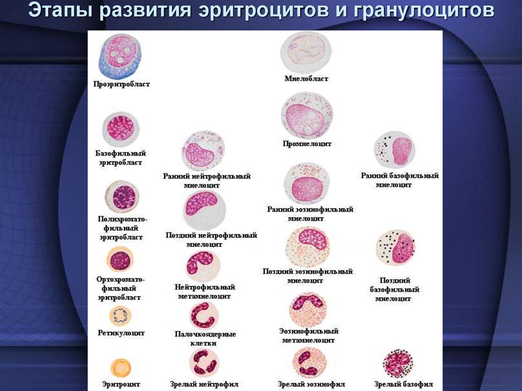 Этапы развития эритроцитов и гранулоцитов