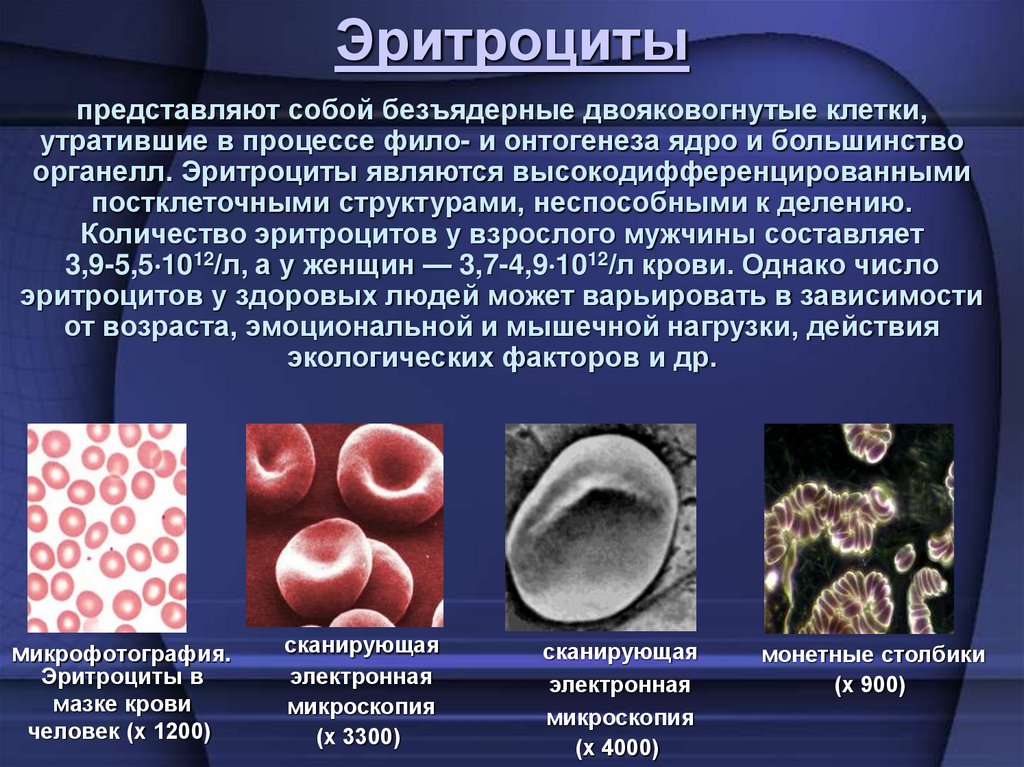 Эритроциты