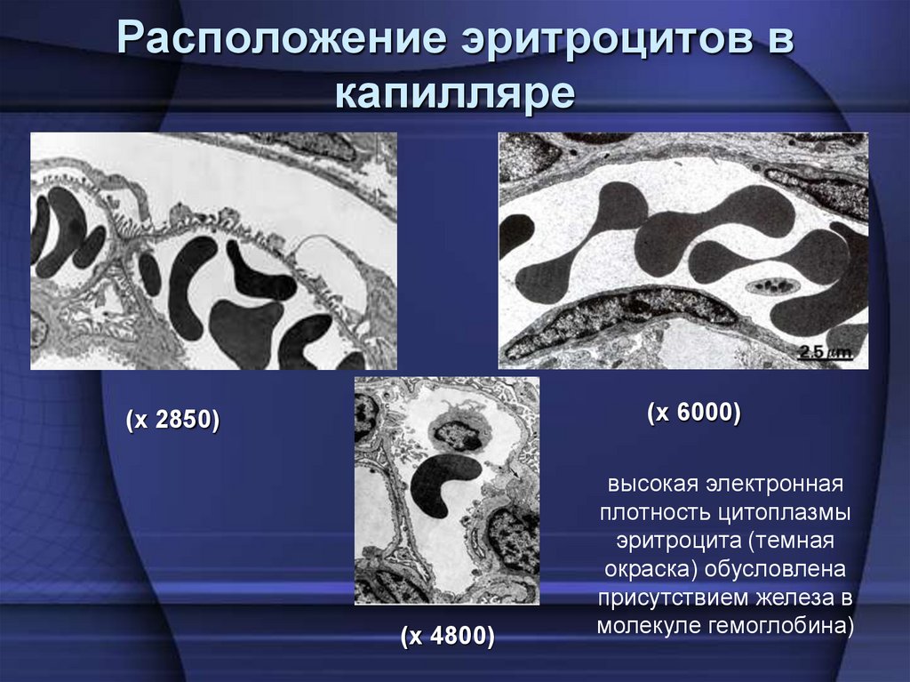 Расположение эритроцитов в капилляре
