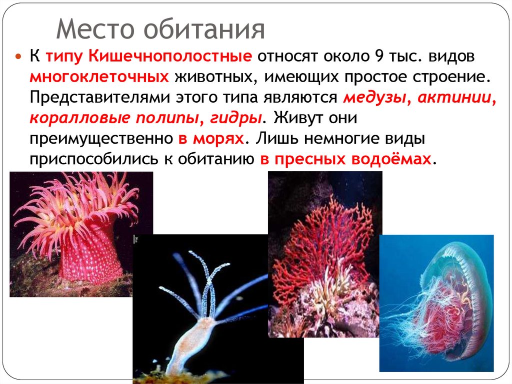 Место обитания