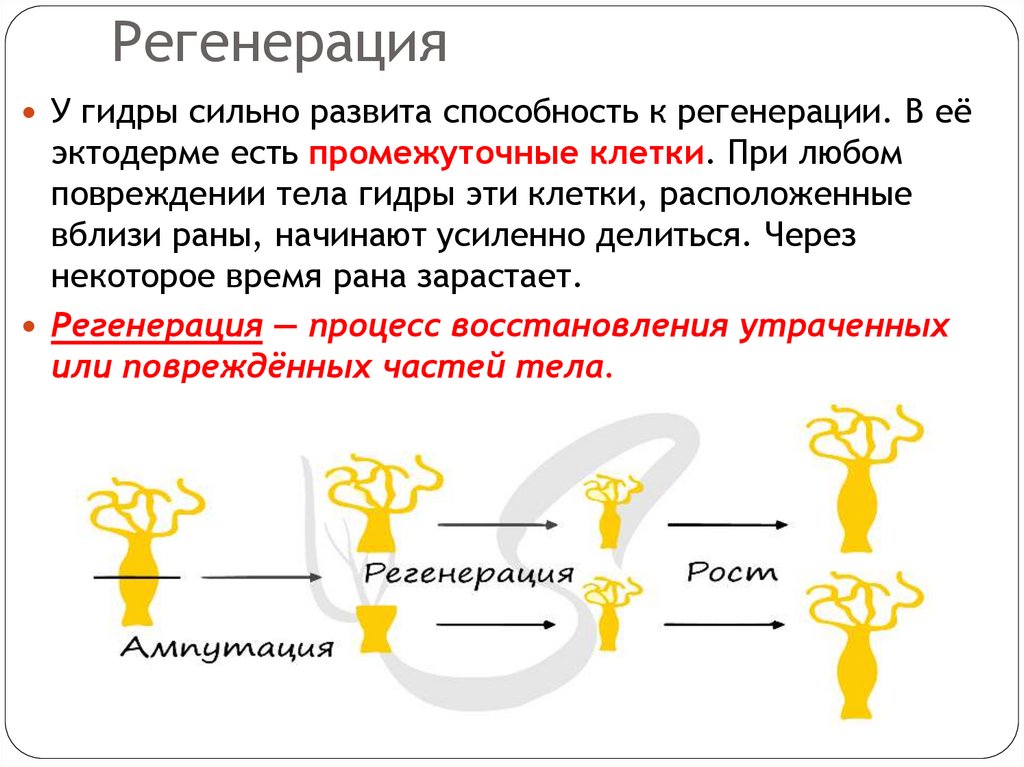 Регенерация