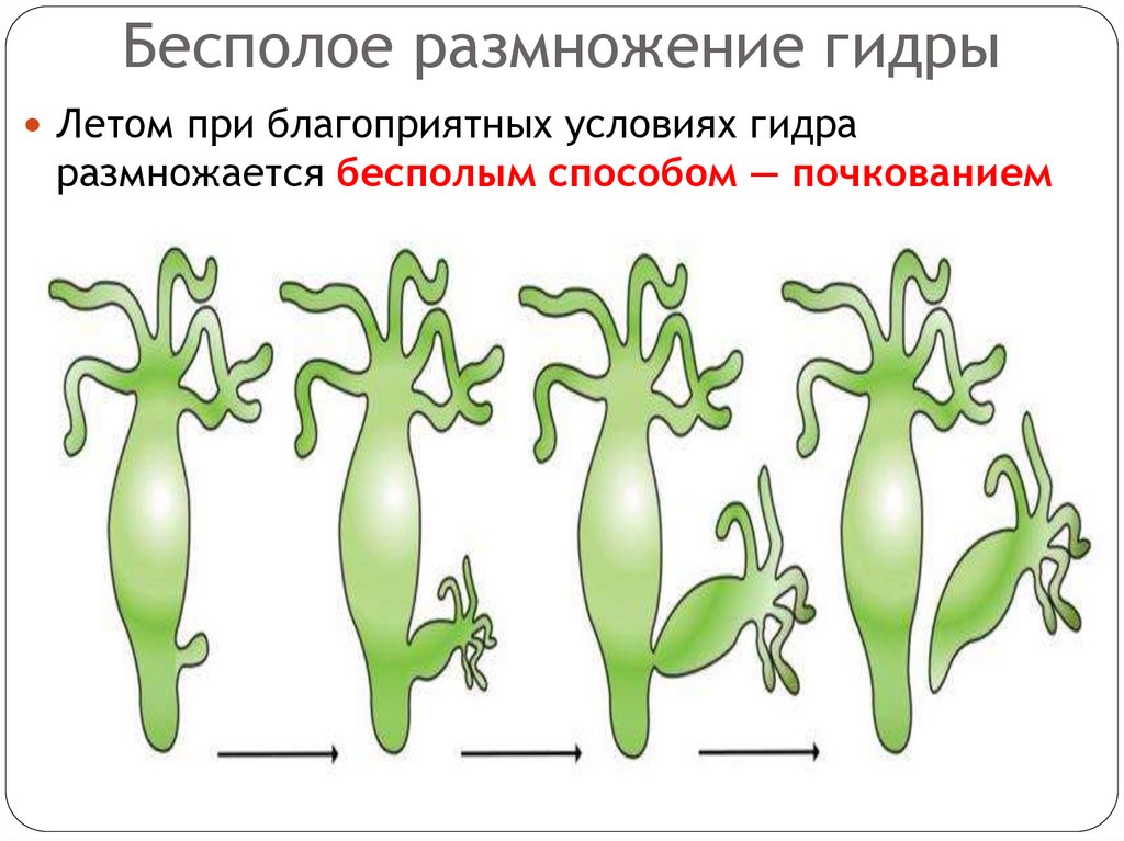 Бесполое размножение гидры
