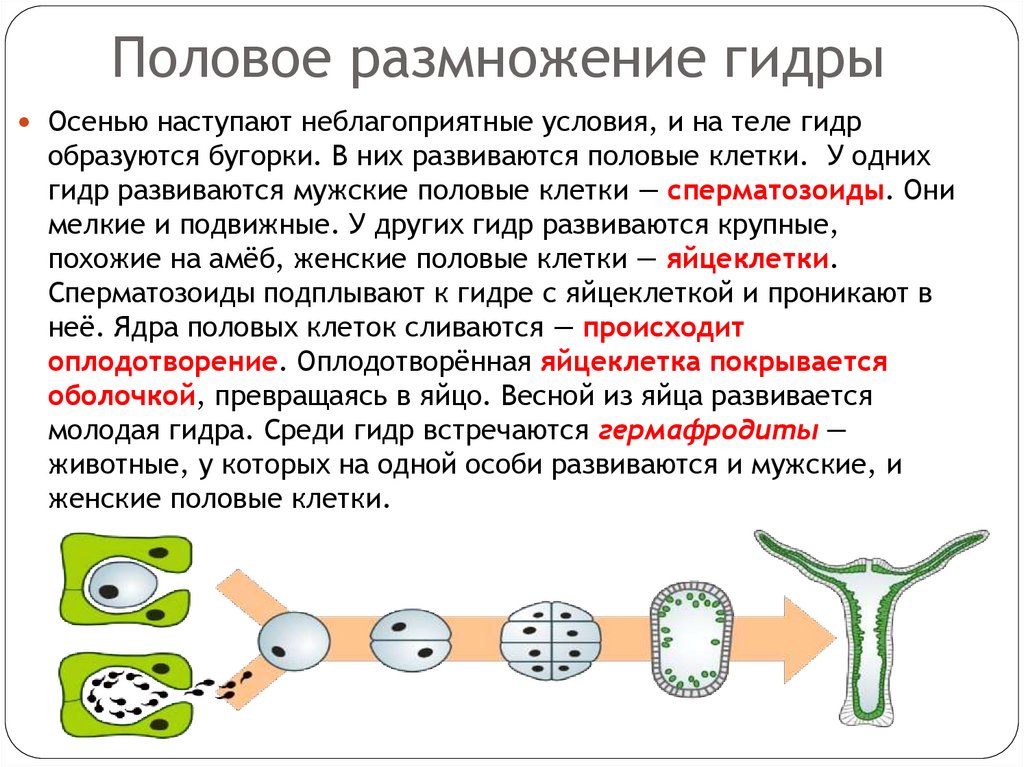 Половое размножение гидры
