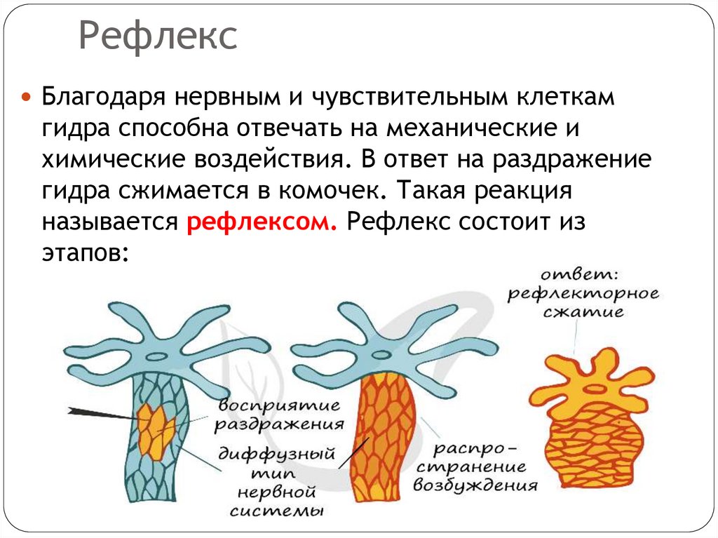 Рефлекс