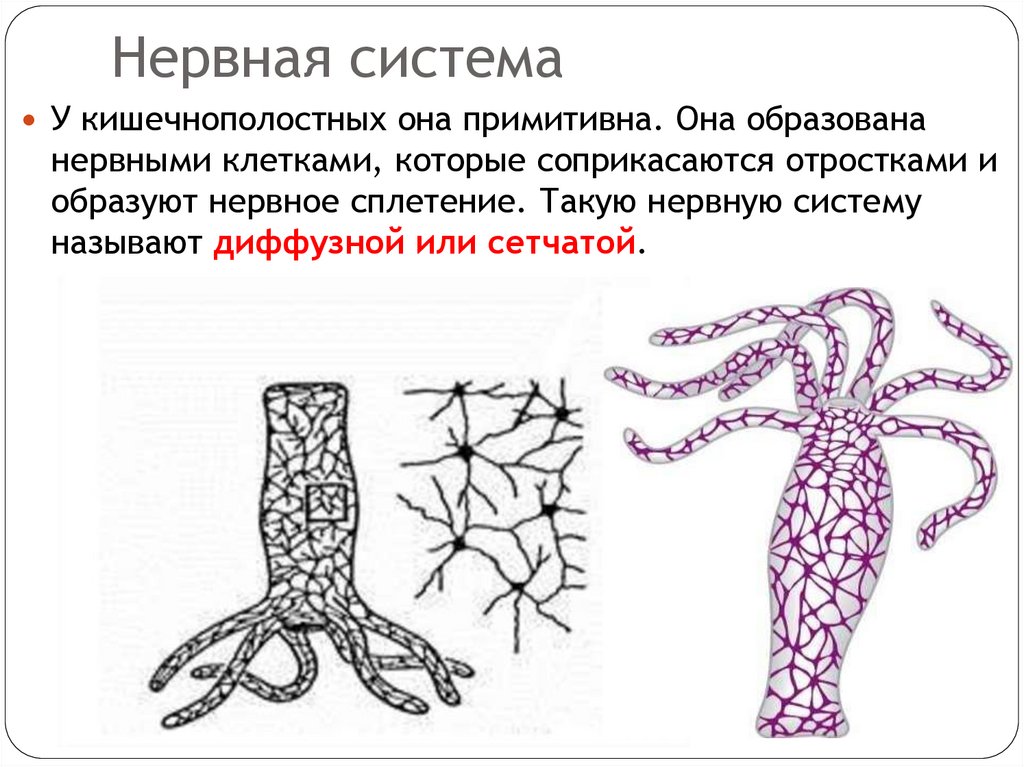 Нервная система